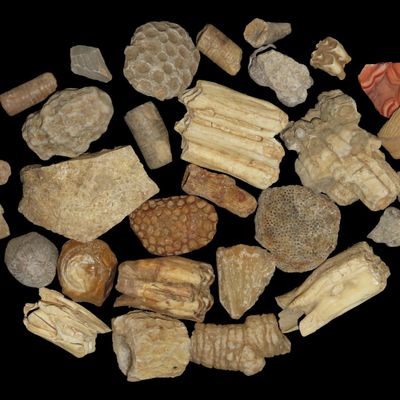 Sale Photo Thumbnail #689: Lot of Fossils, St. Louis Area, Found by Ron Knowles, Including Teeth, Horn Coral, Petrified Wood, Crinoids, and Miscellaneous Fossils