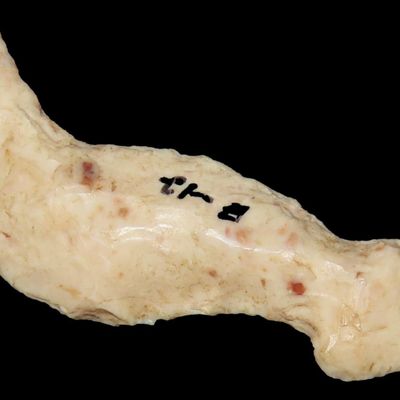 1 3/8" Flint Eccentric / Effigy, St. Charles Co., Missouri, Found by Ronald Knowles
