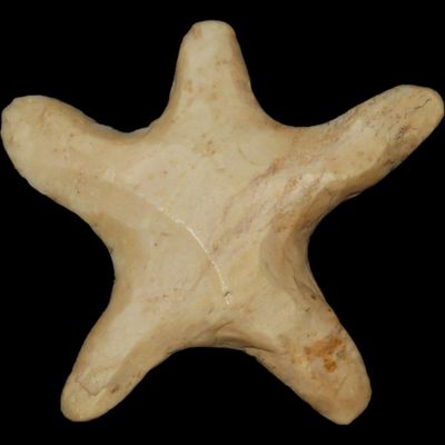 1 1/2" Polished Flint Eccentric / Star Effigy, Missouri / Illinois Area