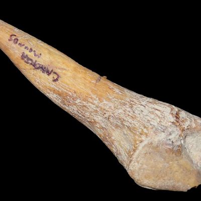 Sale Photo Thumbnail #256: 3 1/16" Polished Bone Awl, Near Cahokia Mounds, Found by Ronald Knowles
