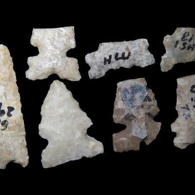 Sale Photo Thumbnail #202: Lot of Cahokia Bird Points, St. Louis Area, Found by Ron Knowles, Including Notched Examples