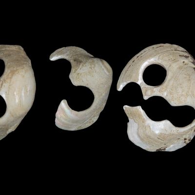 Sale Photo Thumbnail #688: Lot of 3 1800s to Early 1900s Shell Button Blanks, Found Along the Mississippi River by Ron Knowles