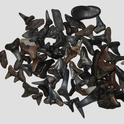 Sale Photo Thumbnail #668: Large Lot of Fossil Shark Teeth, Florida