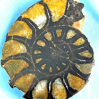 Sale Photo Thumbnail #255: A DIVISION THREE "GEMSTONE" AMMONITE
