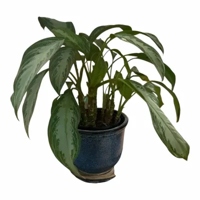 Silver Bay Chinese Evergreen Indoor Potted Plant
