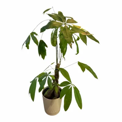 Indoor Money Tree Plant