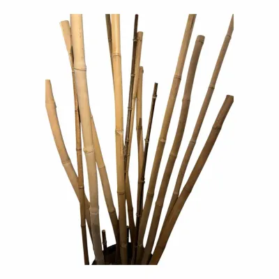 Bamboo Reeds 