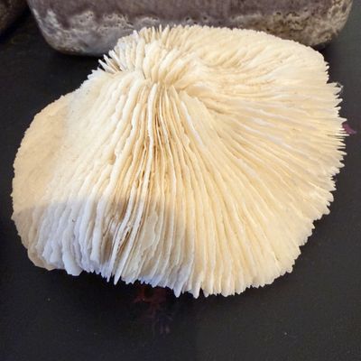Artistic Natural Shells, Sand Dollars, Sculptural Coral Forms and Textured Ceramic Vessels Collection