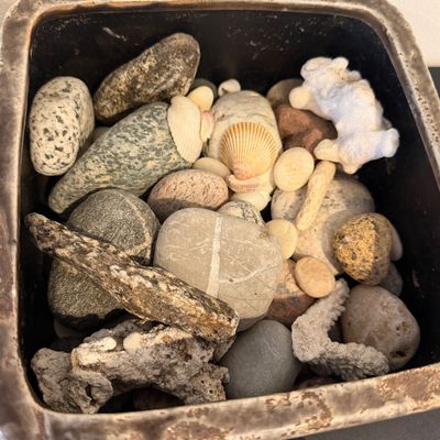 Artistic Natural Shells, Sand Dollars, Sculptural Coral Forms and Textured Ceramic Vessels Collection