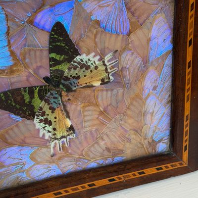 Vintage Wooden Butterfly Tray w Iridescent Butterfly Wing Inlay, Marquetry Border