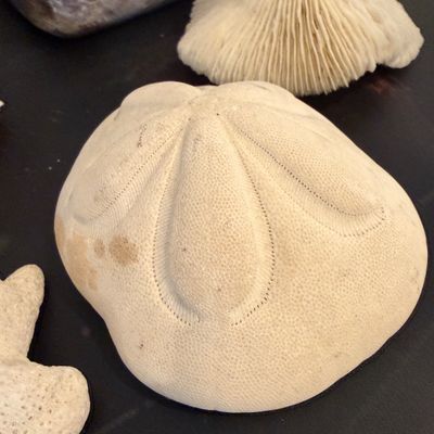 Artistic Natural Shells, Sand Dollars, Sculptural Coral Forms and Textured Ceramic Vessels Collection