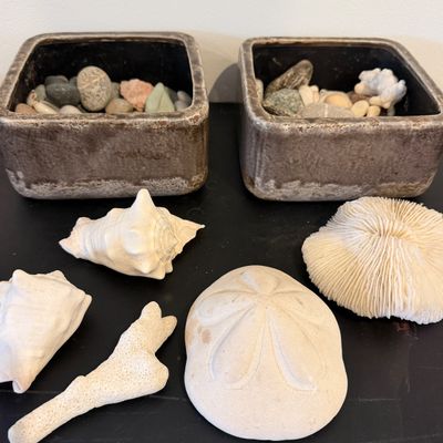 Artistic Natural Shells, Sand Dollars, Sculptural Coral Forms and Textured Ceramic Vessels Collection
