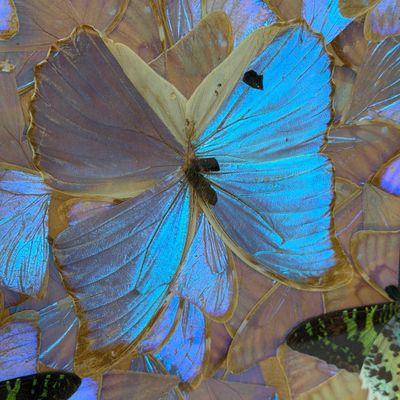 Vintage Wooden Butterfly Tray w Iridescent Butterfly Wing Inlay, Marquetry Border