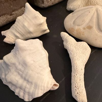 Artistic Natural Shells, Sand Dollars, Sculptural Coral Forms and Textured Ceramic Vessels Collection