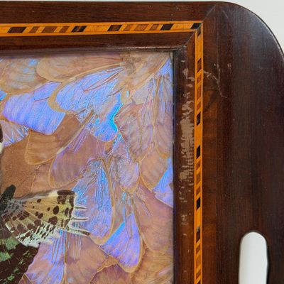 Vintage Wooden Butterfly Tray w Iridescent Butterfly Wing Inlay, Marquetry Border