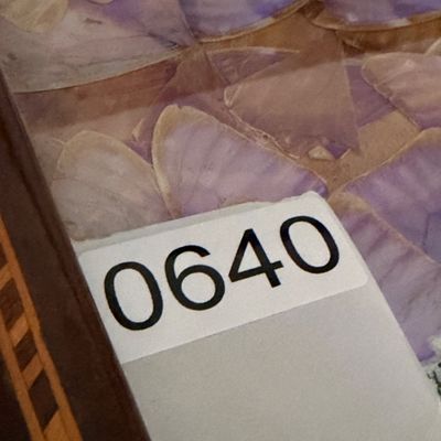 Vintage Wooden Butterfly Tray w Iridescent Butterfly Wing Inlay, Marquetry Border