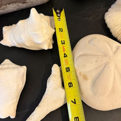 Artistic Natural Shells, Sand Dollars, Sculptural Coral Forms and Textured Ceramic Vessels Collection