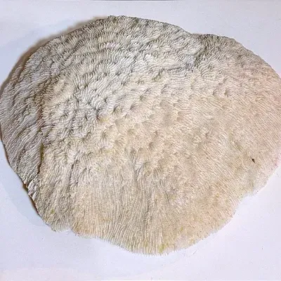 Decorative Piece Of Mushroom Coral