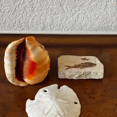 Marinelife Objects