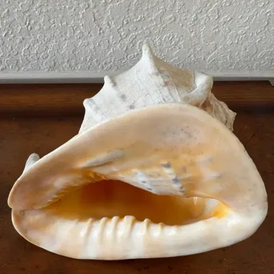 Helmet Conch