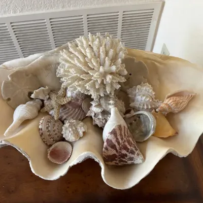 Large Clam Shell With Various Seashells