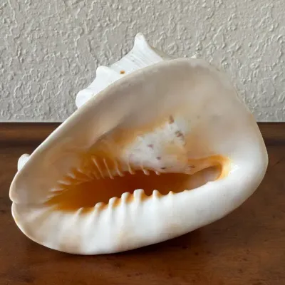 Cassis Cornuta