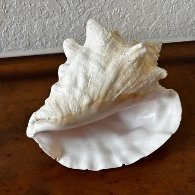 Queen Conch