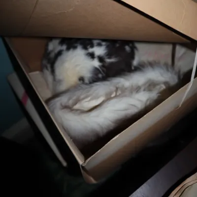 Sale Photo Thumbnail #60: Vintage fur stole or hat, featuring white and dark spotted fur, stored inside a cardboard box.
