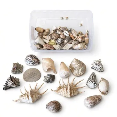 Sale Photo Thumbnail #13: Lot 13: Assorted seashell collection - spotted cowries, a asand dollar, several long-spined murex-style shells, conical shells, and other decorative marine specimens