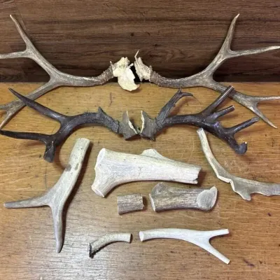 Sale Photo Thumbnail #299: Lot 400: Antlers