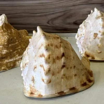 Sale Photo Thumbnail #388: Lot 489: Large King Helmet Seashells - Cassia tuberosa
