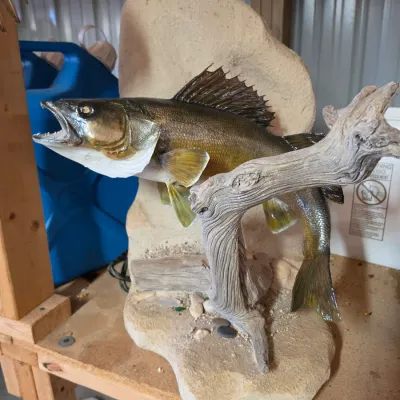 Sale Photo Thumbnail #46: Taxidermy walleye mount set on a faux stone and driftwood base, depicted in an open-mouthed strike pose.