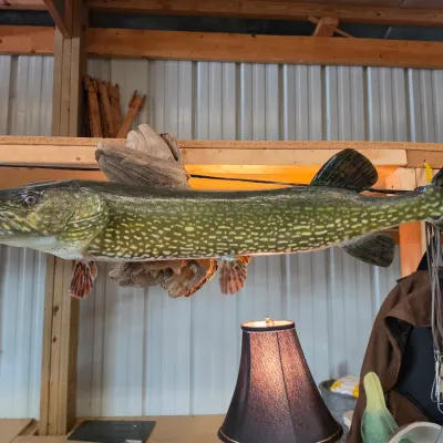 Sale Photo Thumbnail #56: Taxidermy mount of a northern pike attached to a piece of driftwood, displaying natural green and yellow patterned coloration.