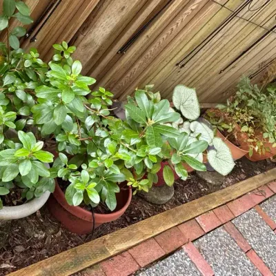 Rhododendron, Escallonia, Japanese Laurel 