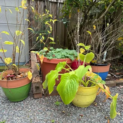 Live Plants 