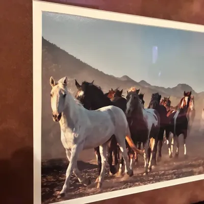 “Arizona Stampede”