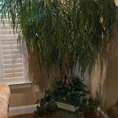 Sale Photo Thumbnail #11: Large decorative tree