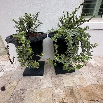 Sale Photo Thumbnail #20: Pair of black urn-style planters with square pediment bases, filled with live ivy and succulents.