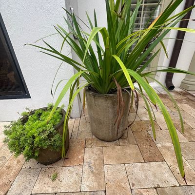 Sale Photo Thumbnail #21: Two potted outdoor plants, including a large spiked leafy plant and a low-growing succulent, both housed in textured cylindrical concrete planters.