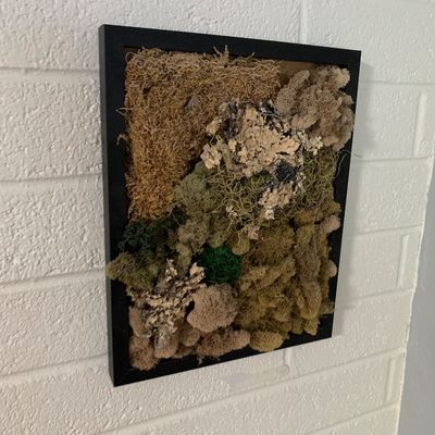 Sale Photo Thumbnail #69: Framed contemporary moss art piece featuring a variety of preserved natural mosses and lichen in a black shadow box frame.