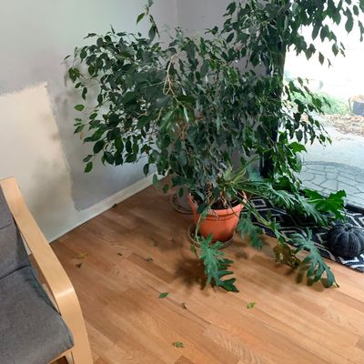 Sale Photo Thumbnail #61: Large potted Ficus benjamina tree alongside a potted Philodendron selloum plant indoors.