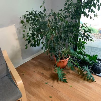 Sale Photo Thumbnail #62: Large potted weeping fig plant and a smaller potted split-leaf philodendron in terracota-colored planters indoors near a window.