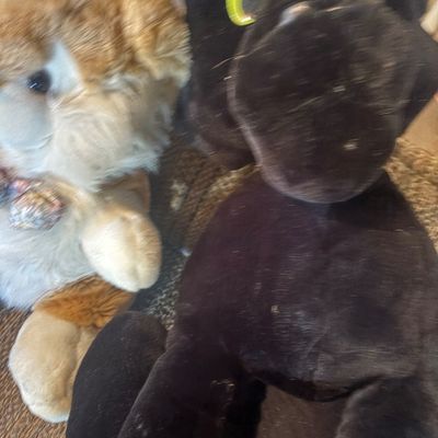 Sale Photo Thumbnail #93: Two vintage plush animals, including a light brown bear with a bow and a large black panther with bright green eyes.