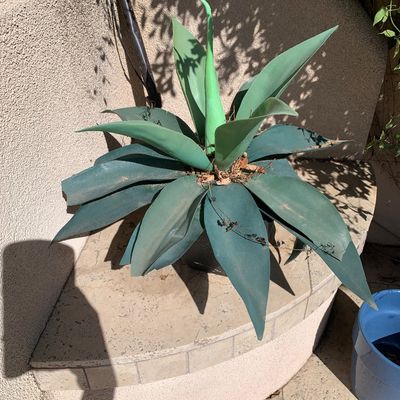 Sale Photo Thumbnail #6: Large artificial green agave succulent plant seated in a black container on a stucco patio ledge.