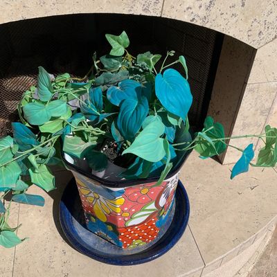 Sale Photo Thumbnail #5: Vibrant Mexican Talavera pottery planter with matching blue saucer, holding an artificial green and teal vine plant.