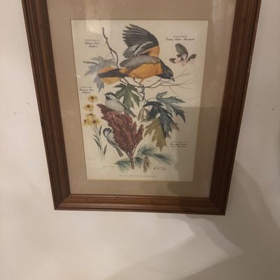 Sale Photo Thumbnail #75: Framed vintage Audubon-style bird illustration print, housed in a molded dark wood frame with a tan mat.