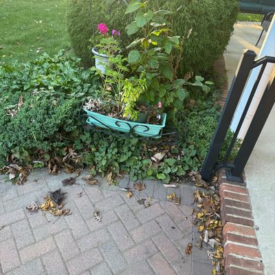Sale Photo Thumbnail #114: Black wrought iron plant stand holding a light blue planter box filled with potted plants in a garden setting.
