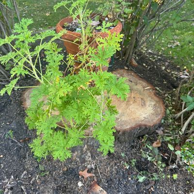 Sale Photo Thumbnail #113: Potted scented geranium plant sitting outdoors near a garden tree stump.