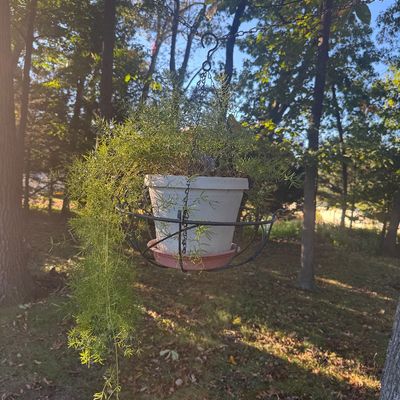 Sale Photo Thumbnail #127: Asparagus fern plant potted in a white container and displayed in a hanging black metal wire basket.