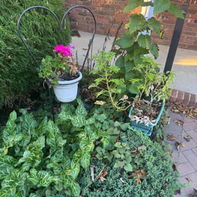 Sale Photo Thumbnail #121: Black wrought iron heart-shaped plant stand with a potted pink geranium alongside potted plants and garden foliage.